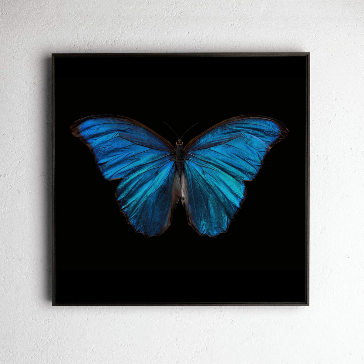 Morpho Amathonte 0220, underwater analogue butterfly photograph by Alexander James Hamilton