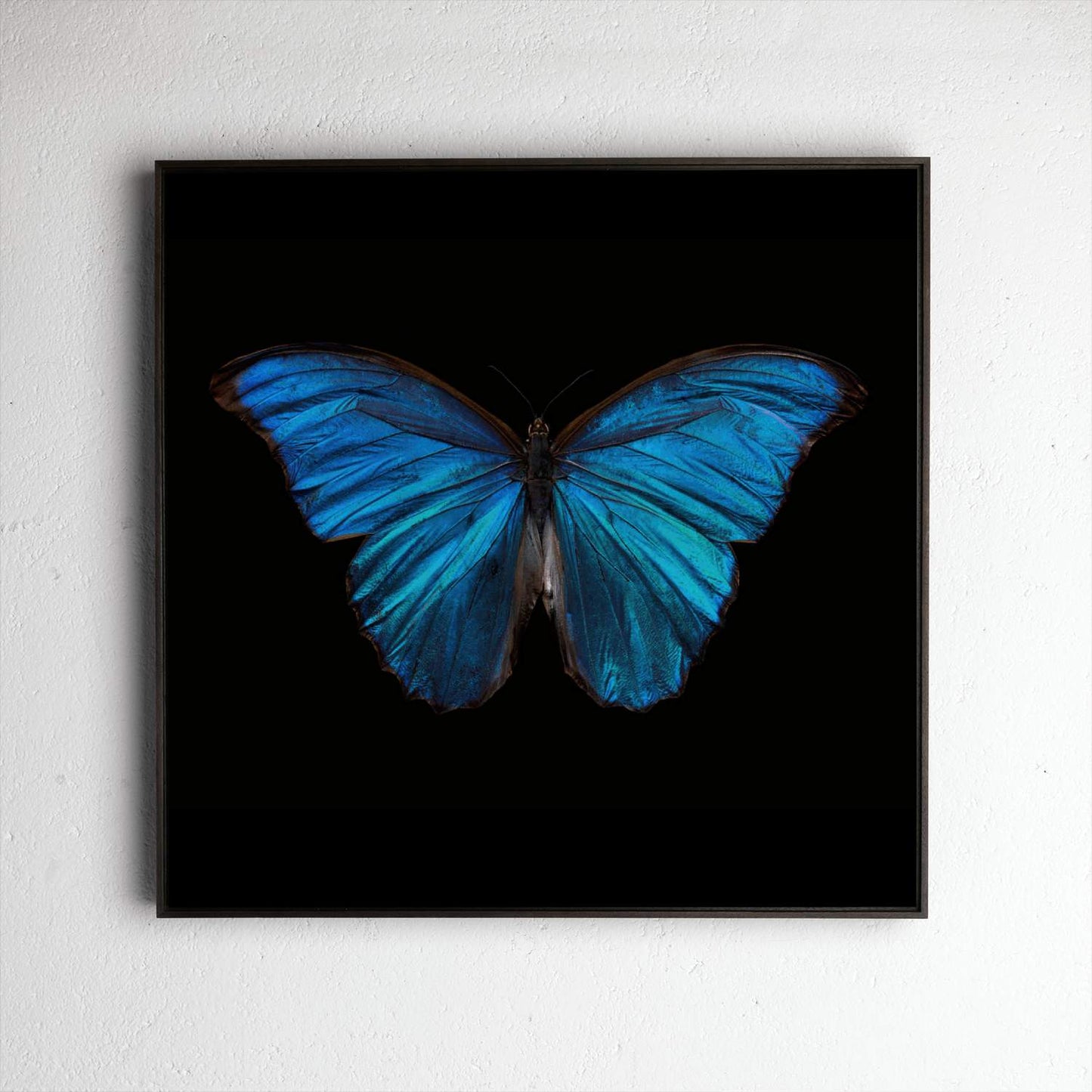 Morpho Amathonte 0220