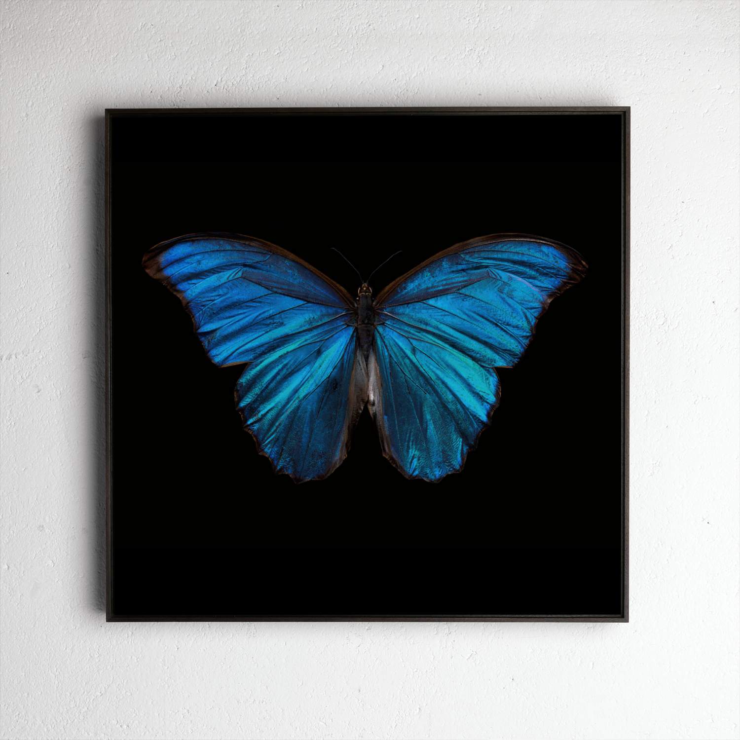 Morpho Amathonte 0220, underwater analogue butterfly photograph by Alexander James Hamilton