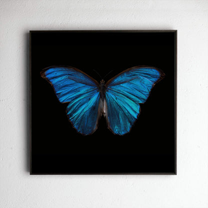 Morpho Amathonte 0220