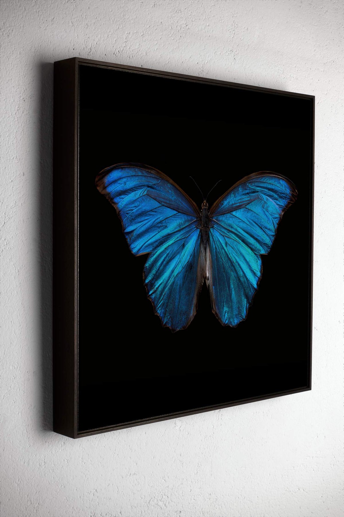 Left side view of Morpho Amathonte 0220, underwater analogue butterfly photograph by Alexander James Hamilton