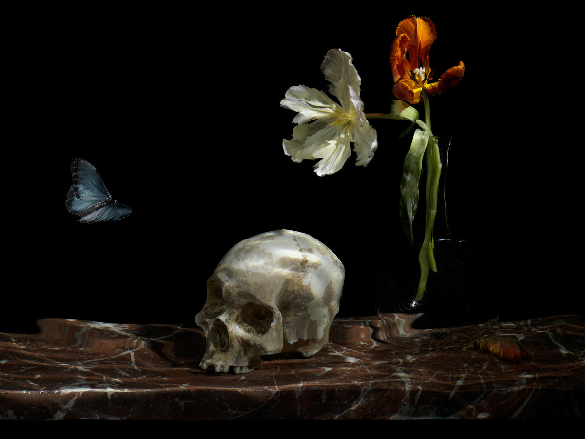 Installation view of The Great Leveller, a framed Vanitas photograph by Alexander James Hamilton