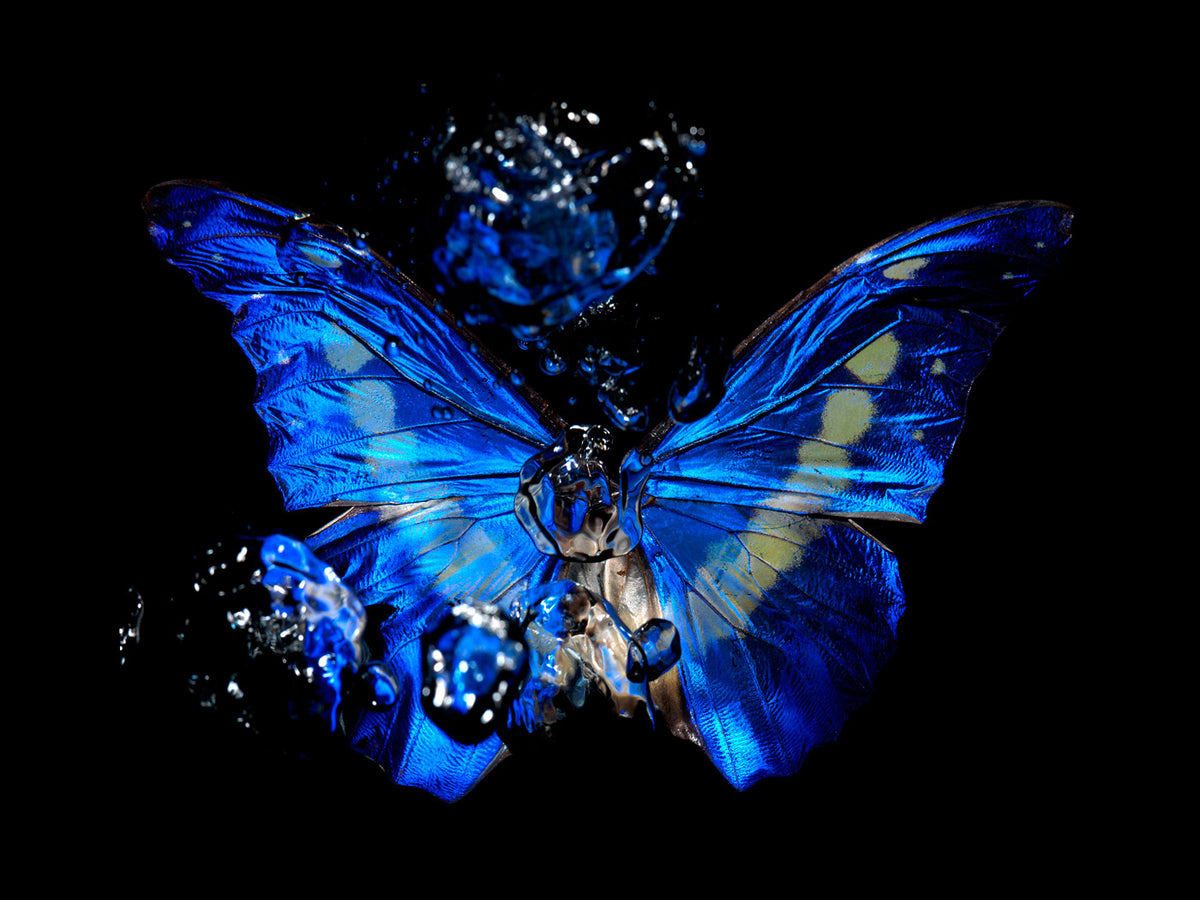 Additional view of Transparency of a dream - No I., underwater analogue butterfly photograph by Alexander James Hamilton