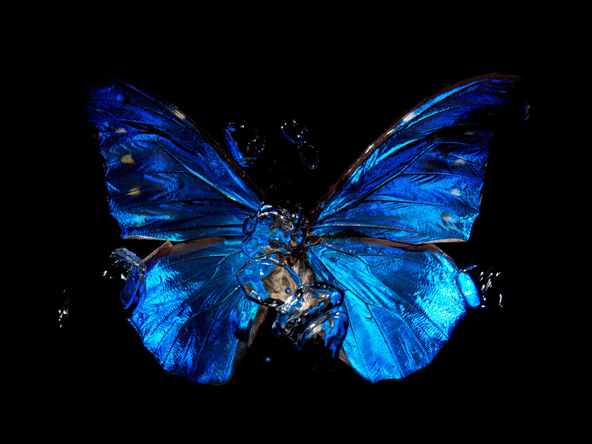 Additional view of Transparency of a dream - No II., underwater analogue butterfly photograph by Alexander James Hamilton