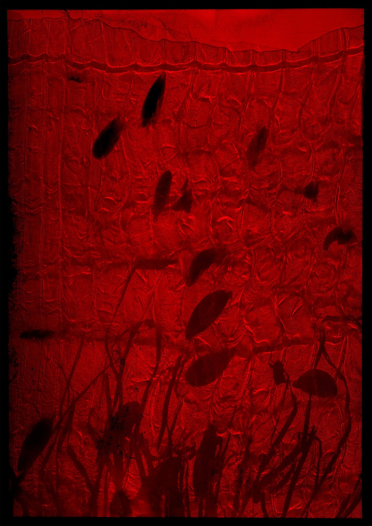 Additional view of 8 x 10 inch PhotoGram, Plate 0117, direct analogue PhotoGram by Alexander James Hamilton