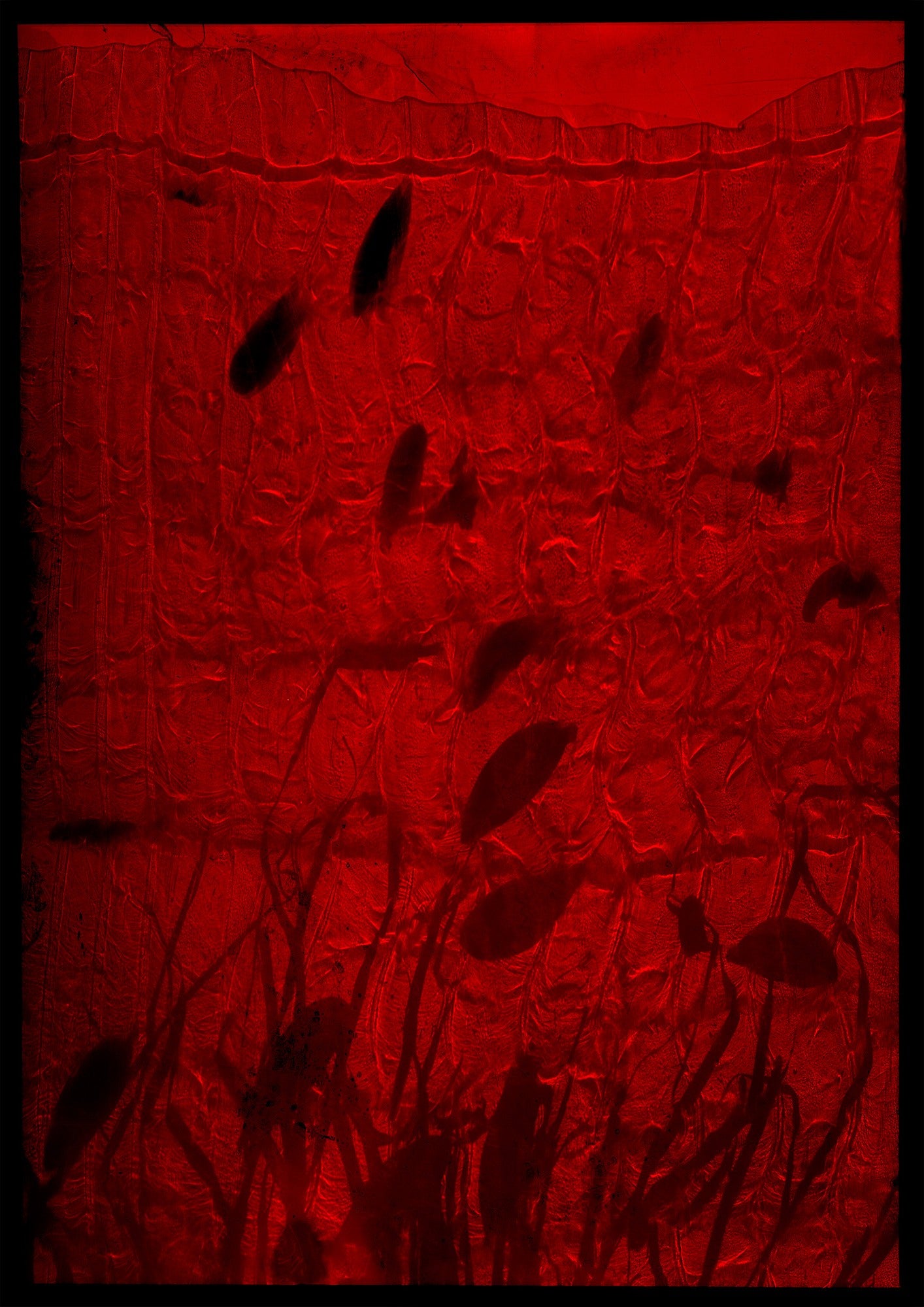 8 x 10 inch PhotoGram, Plate 0117