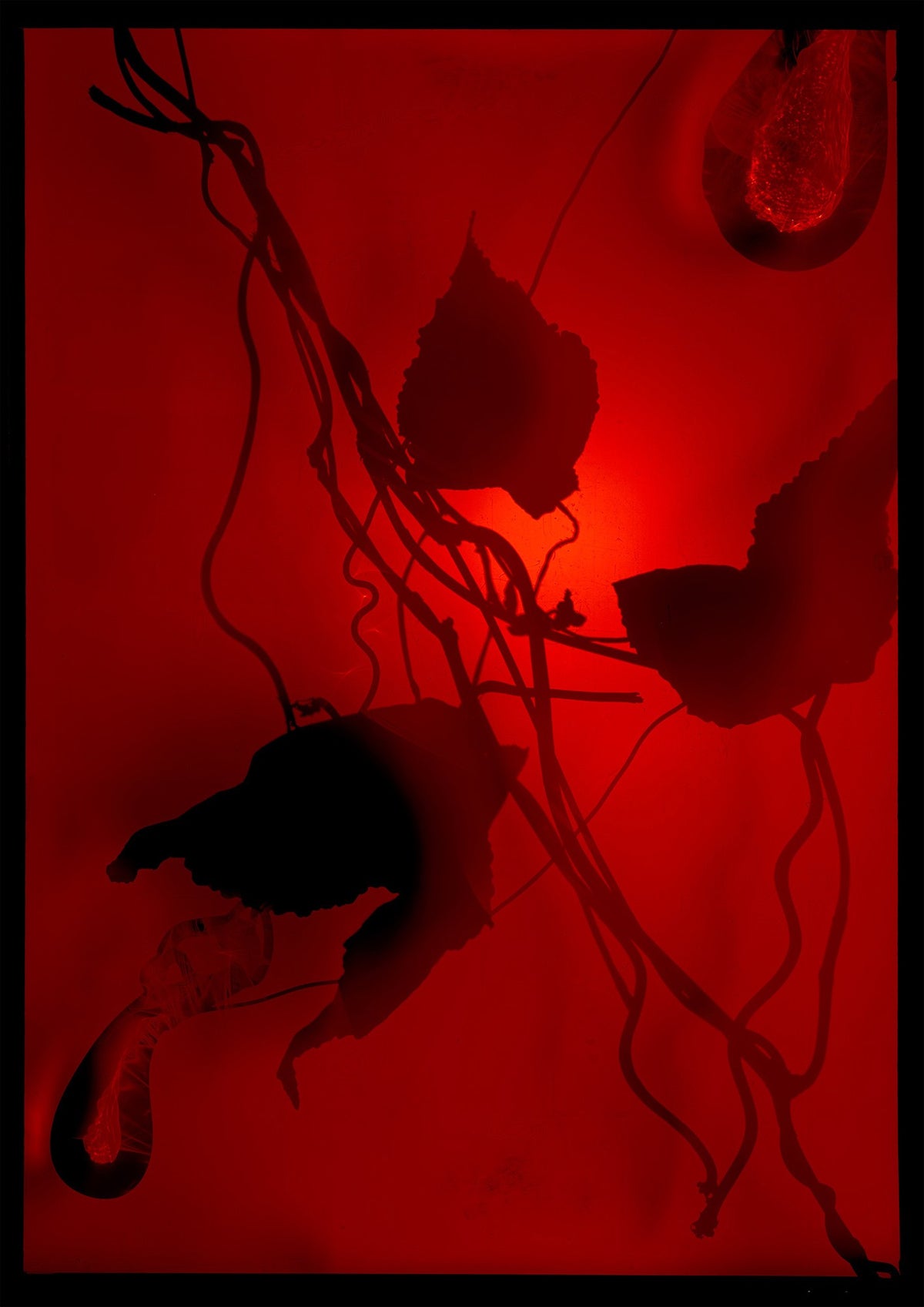 Additional view of 8 x 10 inch PhotoGram, Plate 0100, direct analogue PhotoGram by Alexander James Hamilton