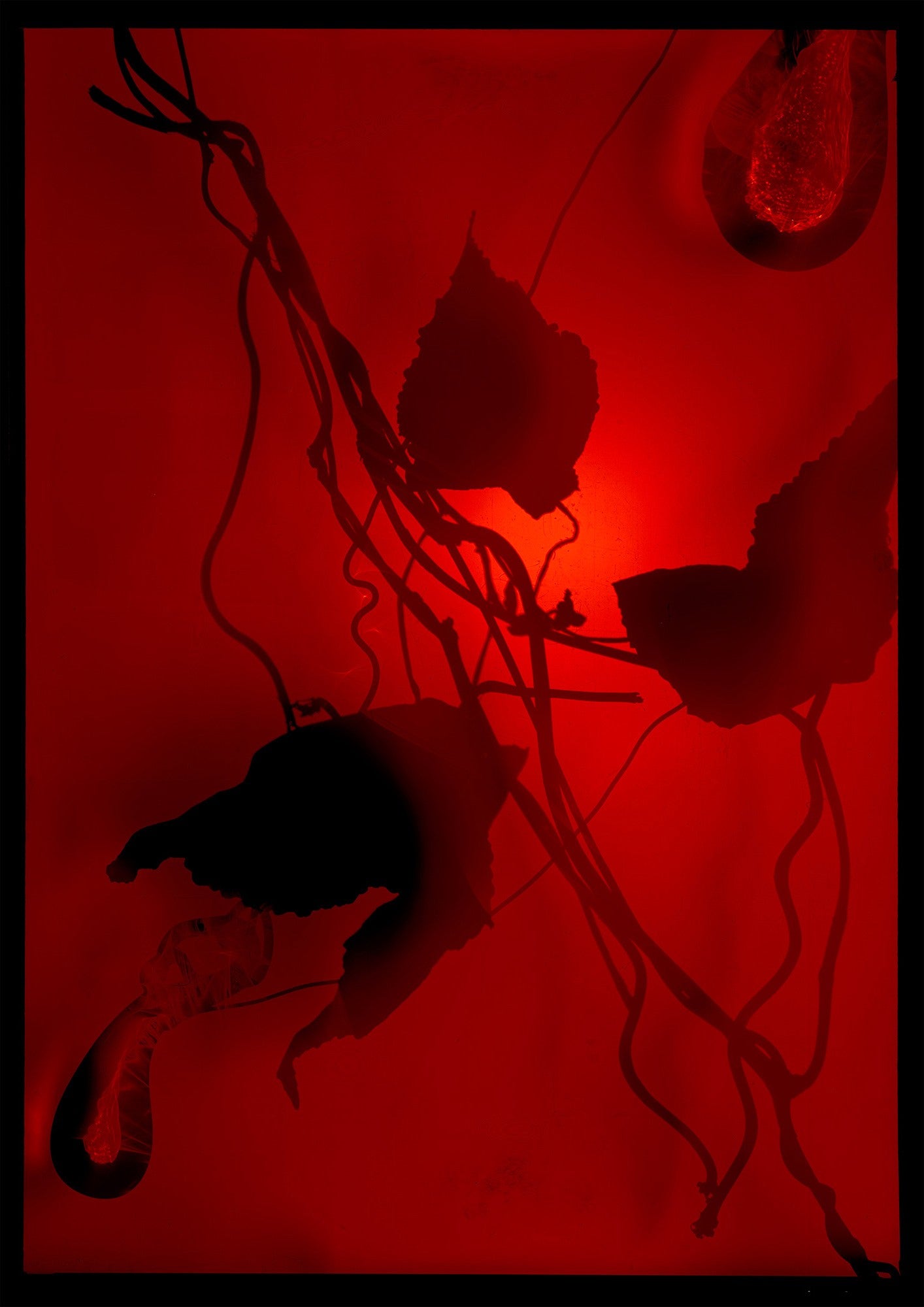 8 x 10 inch PhotoGram, Plate 0100