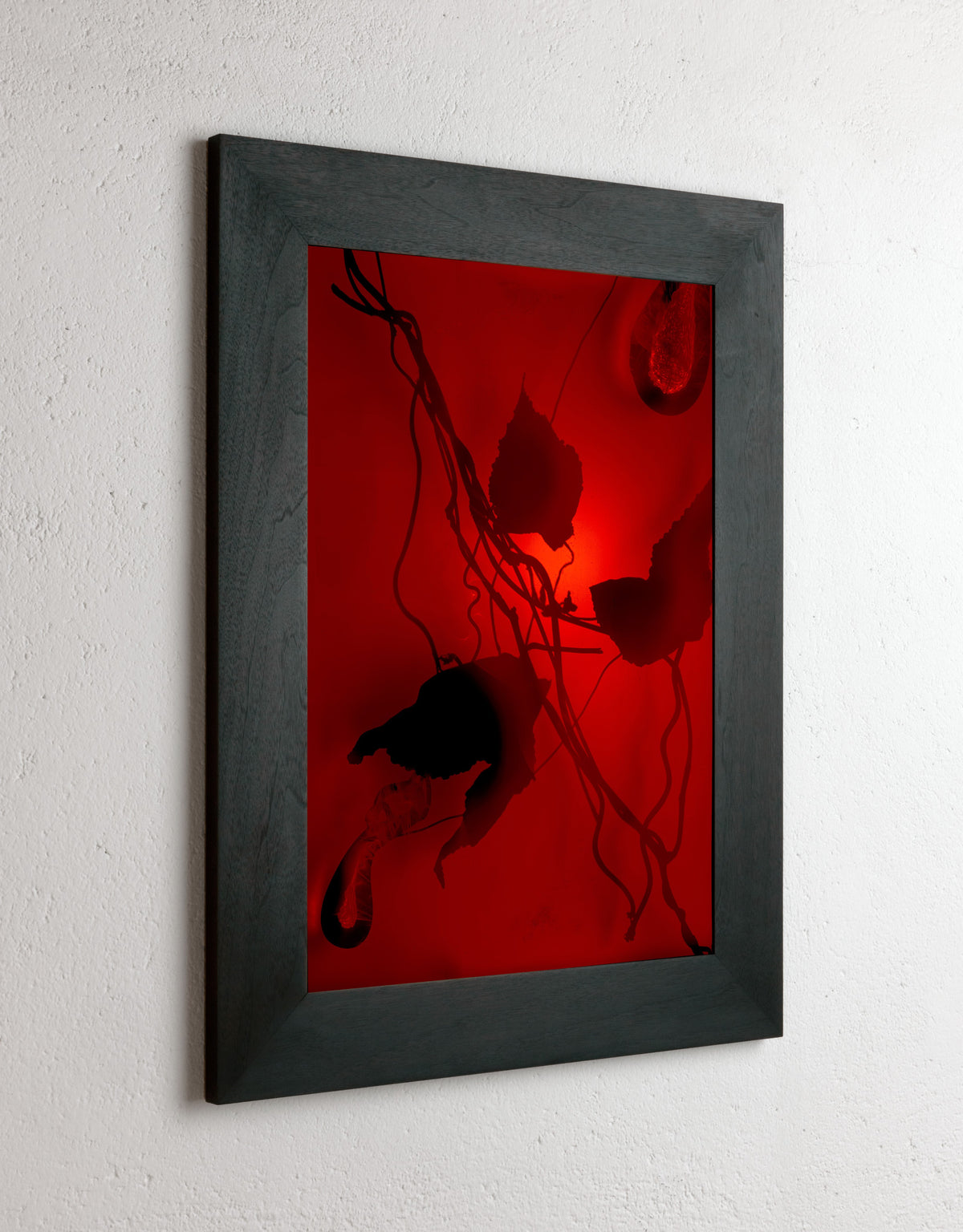 Left side view of 8 x 10 inch PhotoGram, Plate 0100, direct analogue PhotoGram by Alexander James Hamilton