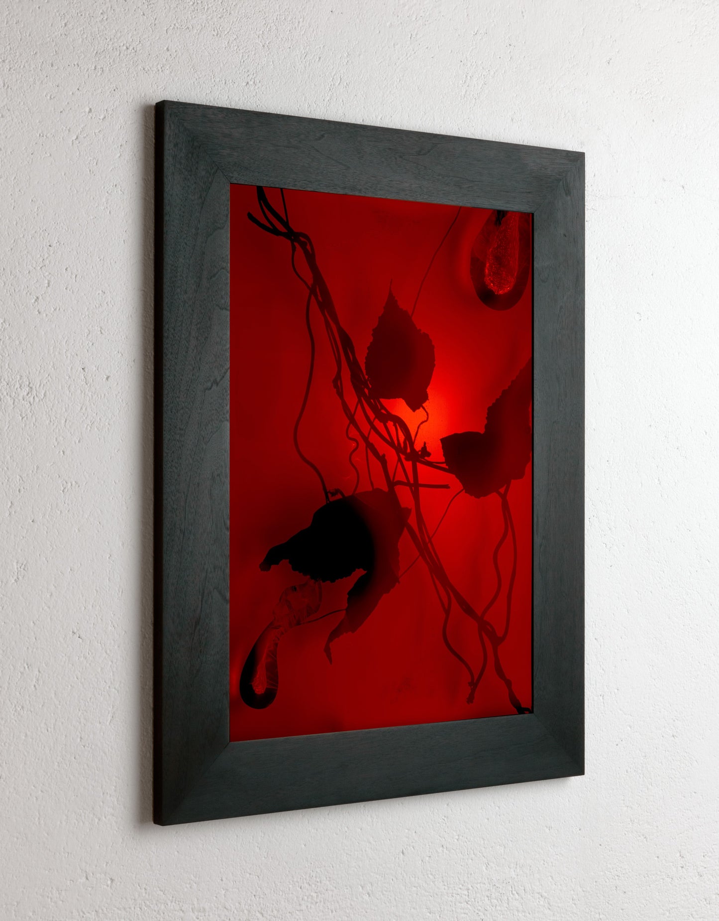 8 x 10 inch PhotoGram, Plate 0100