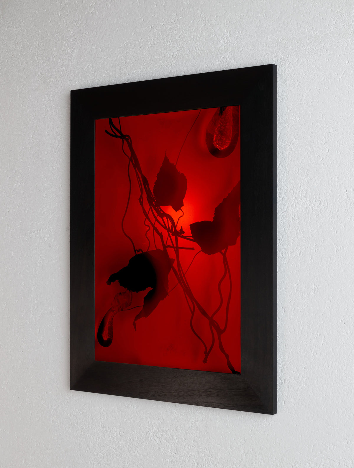 Right side view of 8 x 10 inch PhotoGram, Plate 0100, direct analogue PhotoGram by Alexander James Hamilton