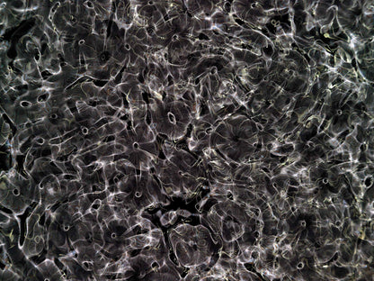 Detail of Cymatic Plate 0166 showing fluid light patterns formed through resonance in water, analogue photograph by Alexander James Hamilton