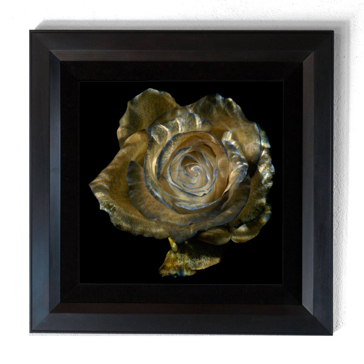 Glass Plate 8055, analogue glass photograph by Alexander James Hamilton