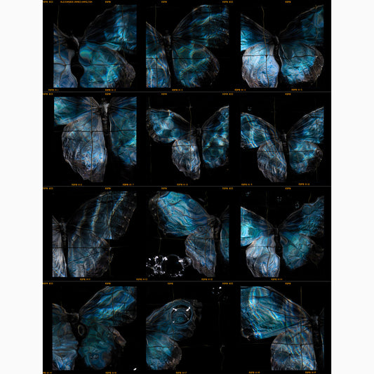 full frame darkroom contact sheet print of Morpho blue butterflies