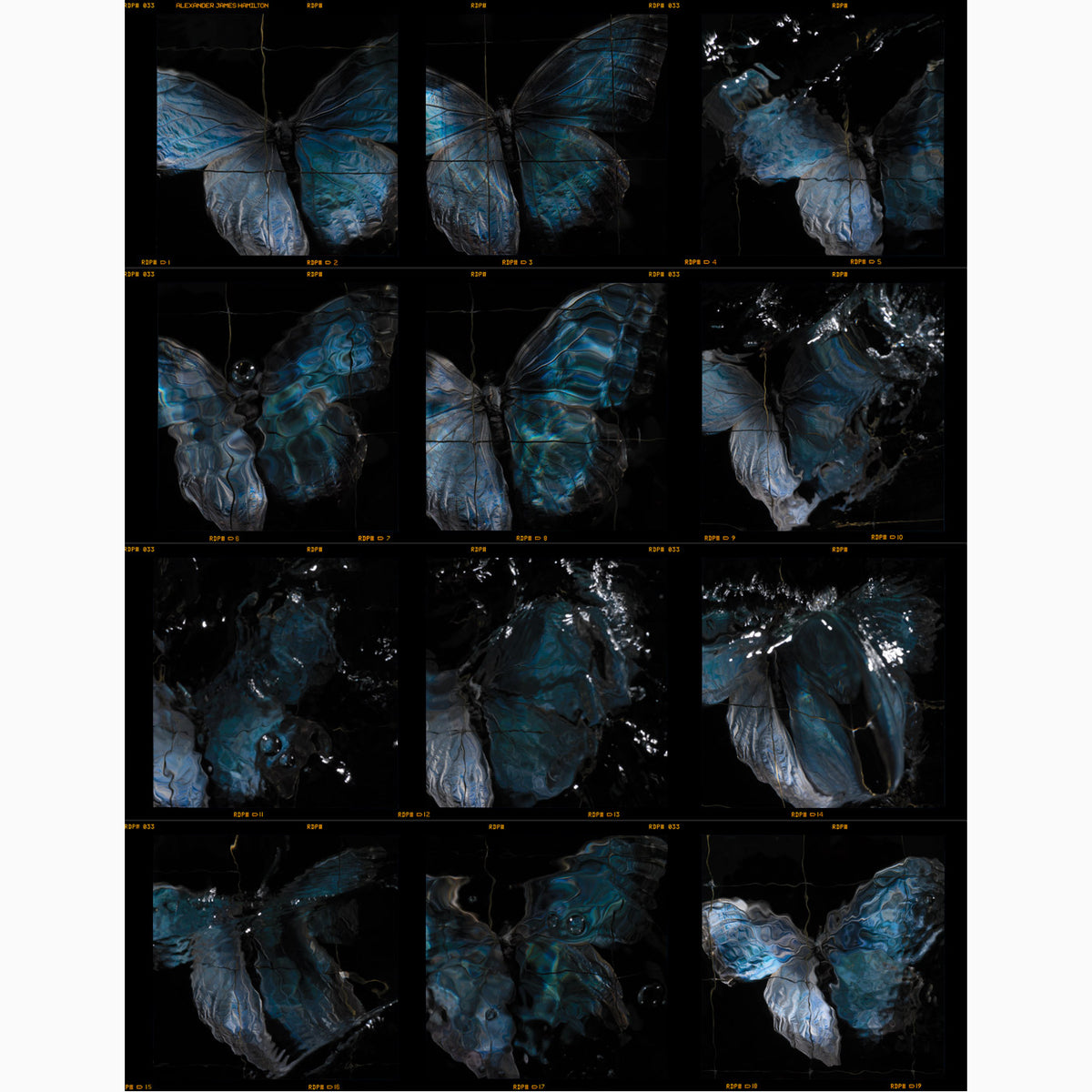 swarm butterfly contact sheet release by artist Alexander James Hamilton