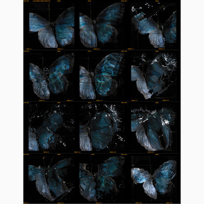 swarm butterfly contact sheet release by artist Alexander James Hamilton