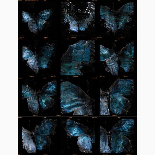 a contact sheet darkroom print of an E6 roll film full of butterflies