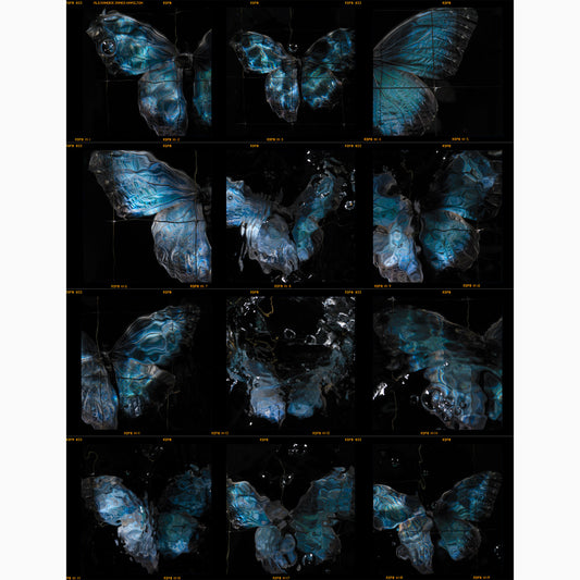 a full frame 120 roll film contact sheet
