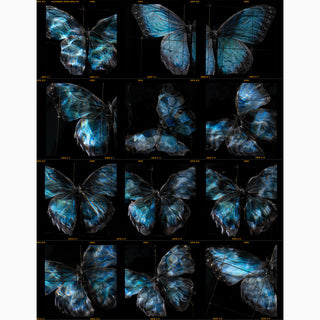 a contact sheet photographic print full of butterflies
