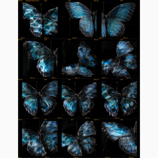 a contact sheet photographic print full of butterflies