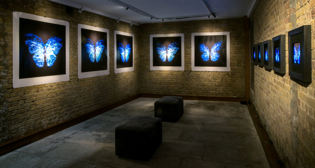 Additional view of Transparency of a dream - No I., underwater analogue butterfly photograph by Alexander James Hamilton