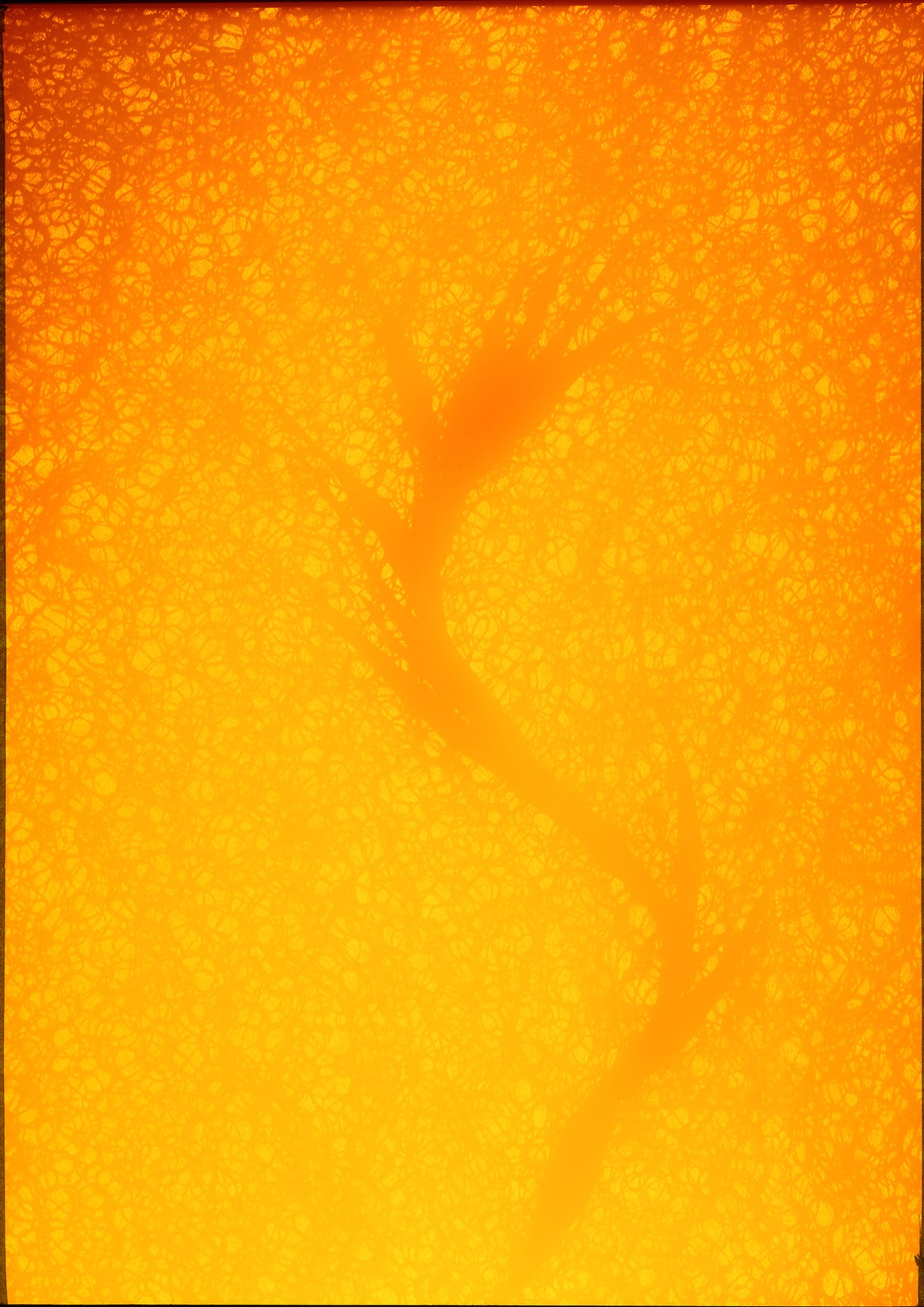 Additional view of 8 x 10 inch PhotoGram, Plate 0040, direct analogue PhotoGram by Alexander James Hamilton