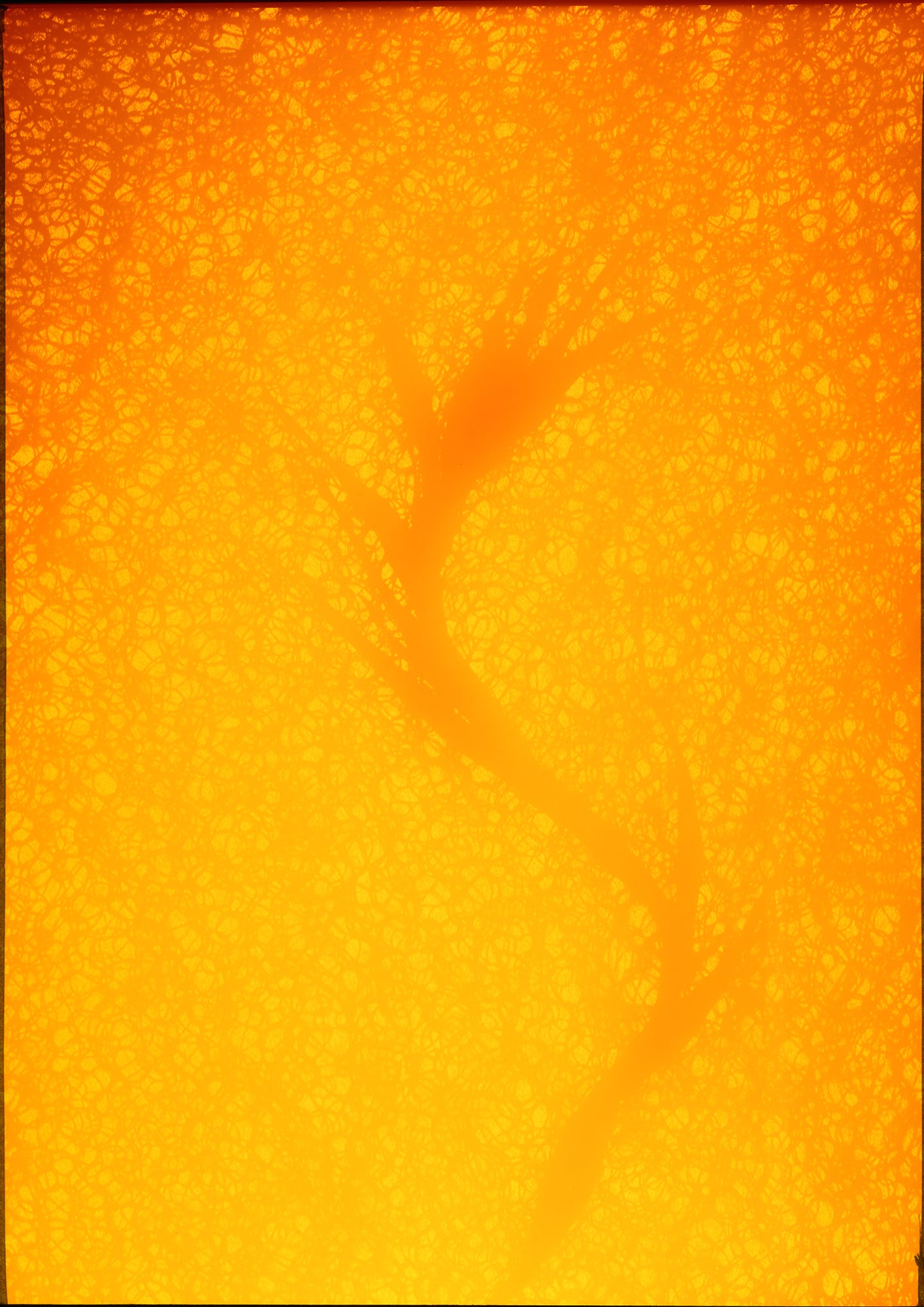 8 x 10 inch PhotoGram, Sack & vine