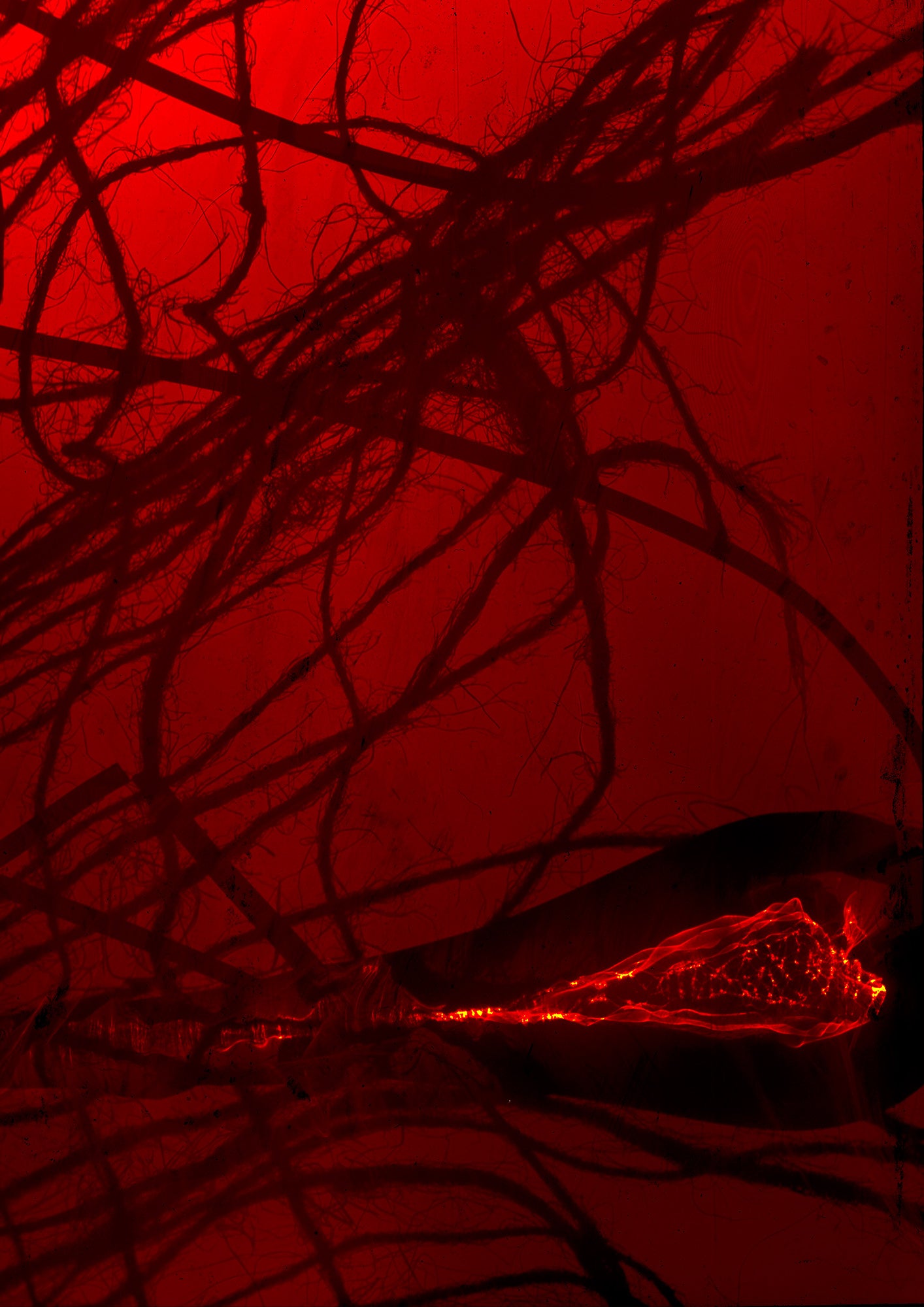 8 x 10 inch PhotoGram, Rope & glass