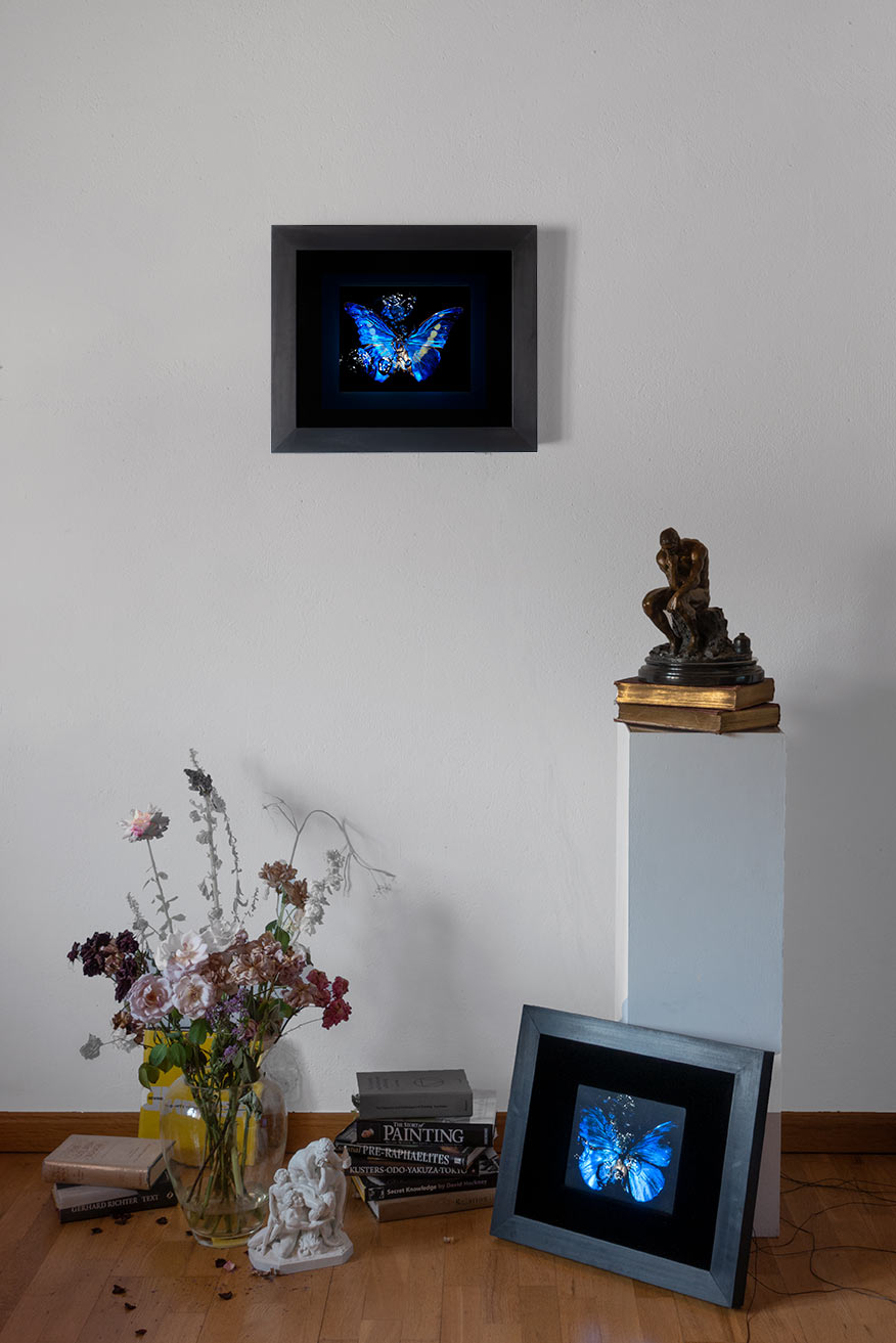 Studio installation view of Transparency of a dream - No I., underwater analogue butterfly photograph by Alexander James Hamilton