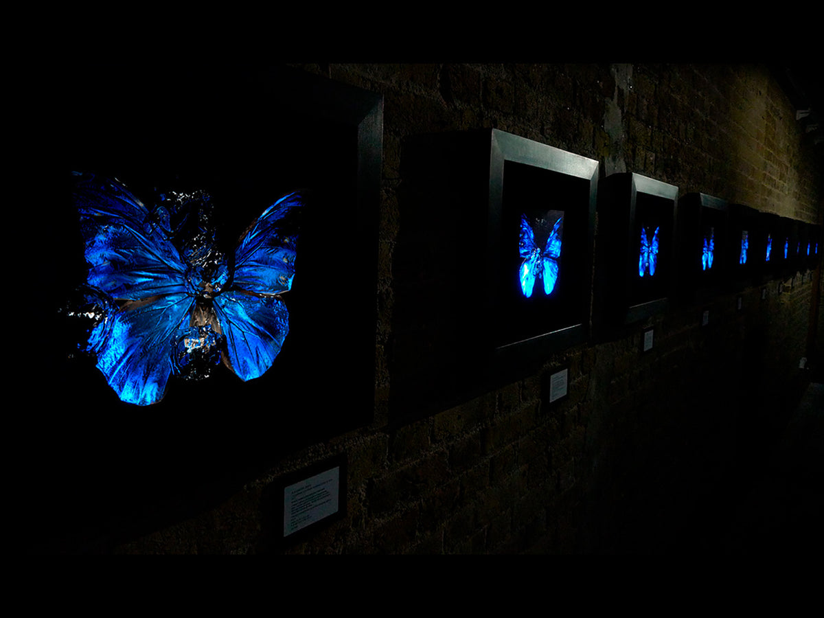 Studio installation view of Transparency of a dream - No I., underwater analogue butterfly photograph by Alexander James Hamilton