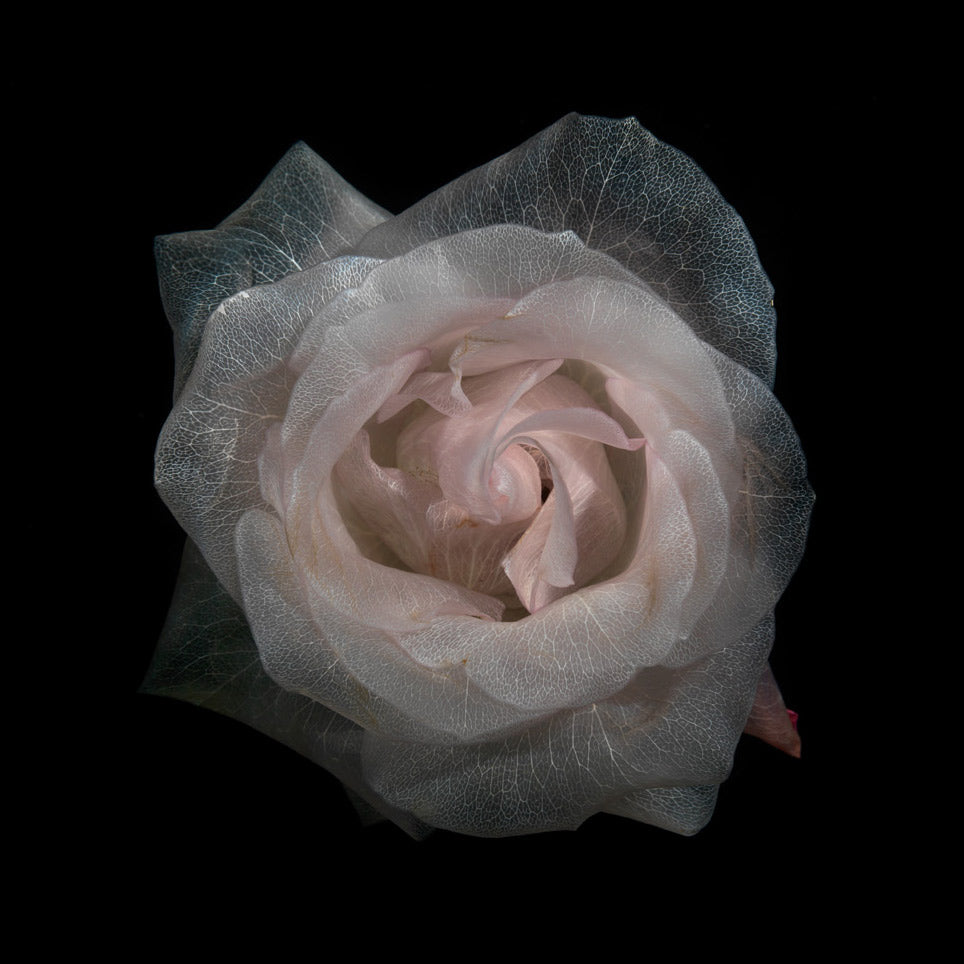 Additional view of Glass Plate 2059, analogue glass photograph by Alexander James Hamilton